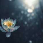 lotus trauma yoga
